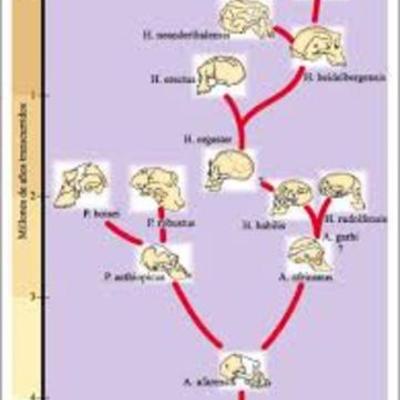 Timeline: La evolución de los homínidos