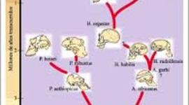 Timeline: La evolución de los homínidos