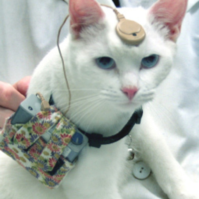 Timeline: Animal Testing