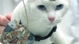 Timeline: Animal Testing