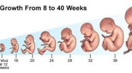 Timeline: Fetal Development Over 9 Months