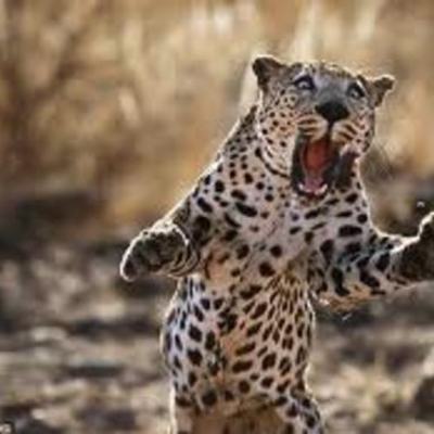 Timeline: Historical Timeline