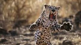 Timeline: Historical Timeline