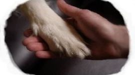 Timeline: History of Animal Assisted Interventions