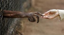 Timeline: EVOLUCIONHOMBRE