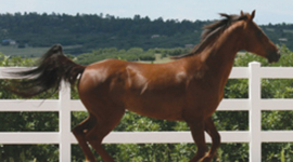 Timeline: 12 Historical Film Events by Antonio and Steven