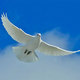 White dove of peace m