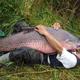 Asian carp