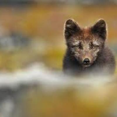 Timeline: SKOTVÍS - Refaveiðar