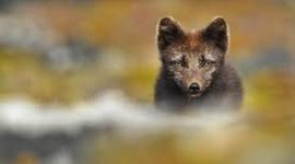 Timeline: SKOTVÍS - Refaveiðar