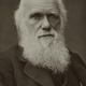 Darwin1881s2