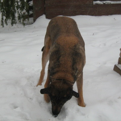 Timeline: Koera Ajatelg