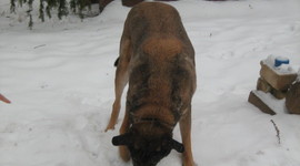 Timeline: Koera Ajatelg