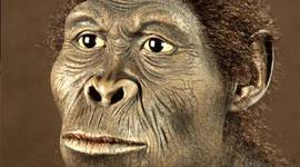 Timeline: El Origen de la Especie humana