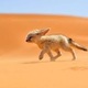 Fennec