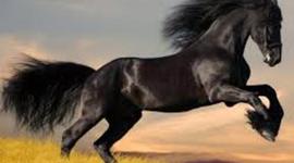 Timeline: History of the Horse