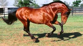 Timeline: 15 important facts about horses