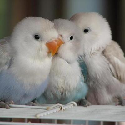 Timeline: Crecimiento de un agaporni