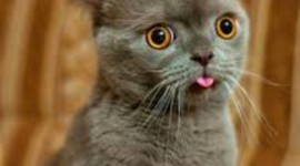 Timeline: Technology advances 1940 - 1960