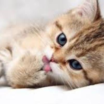 Timeline: Andrew Jackson/ Jeffrey Bryant