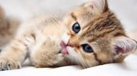 Timeline: Andrew Jackson/ Jeffrey Bryant