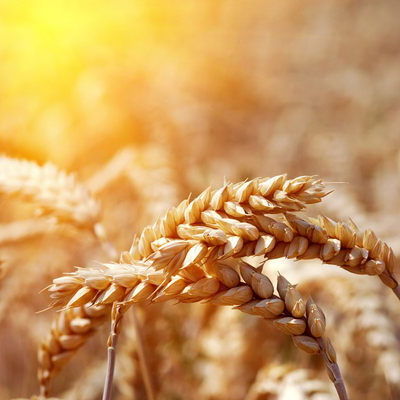 Timeline: The Catcher and the Rye timeline