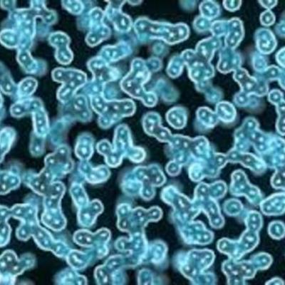 Timeline: The Development Of Cell Theory