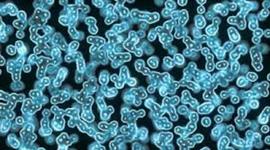 Timeline: The Development Of Cell Theory