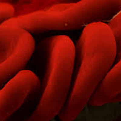 Timeline: Development of Cell Theory