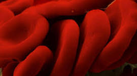 Timeline: Development of Cell Theory