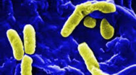 Timeline: Historía de la Microbiología