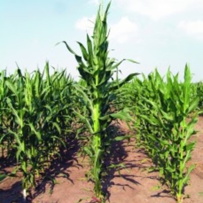Timeline: The History of Hybrid Crop Production Associated with Corn