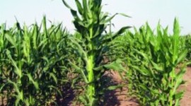 Timeline: The History of Hybrid Crop Production Associated with Corn