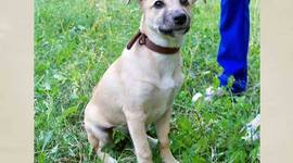 Timeline: Этапы роста и развития собаки