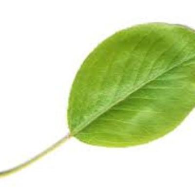 Timeline: Transcendentalism