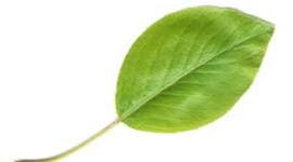 Timeline: Transcendentalism