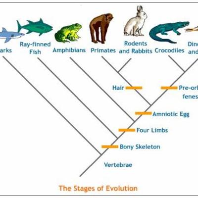 Timeline:  Origin of Life and the Evolution of Species