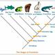 Stages of evolution