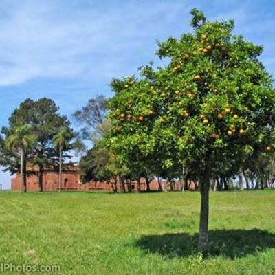 Timeline: The Lemon Tree History