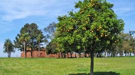 Timeline: The Lemon Tree History