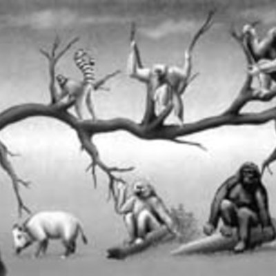 Timeline: Desarrollo de la teoría de la evolución