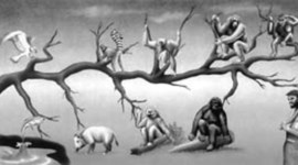 Timeline: Desarrollo de la teoría de la evolución