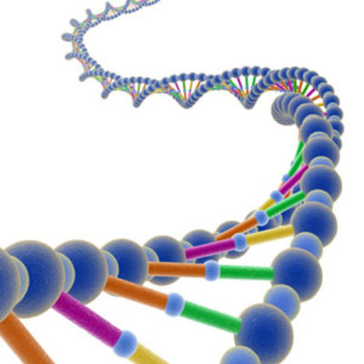Timeline: The discovery of the structure of DNA