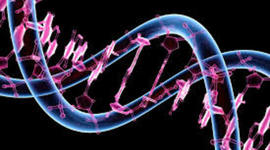 Timeline: Desarollo de las Teorias Evolutivas (Lorena Rodrguez Miyares