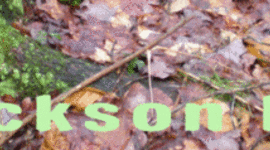 Timeline: Jackson Hollow