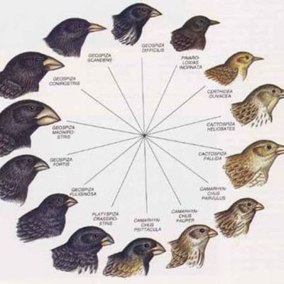 Timeline: personajes importantes de la ecologia