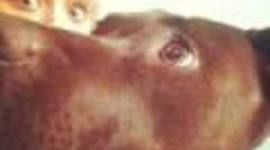 Timeline: The history of Alexus