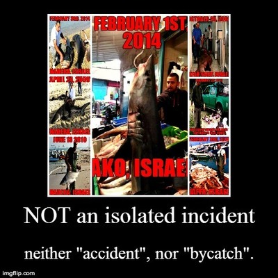 Timeline: טבח כרישים בישראל - היסטוריה של אלימות