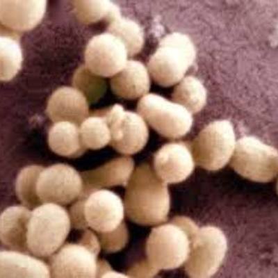 Timeline: Synthetic Cells