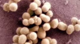 Timeline: Synthetic Cells